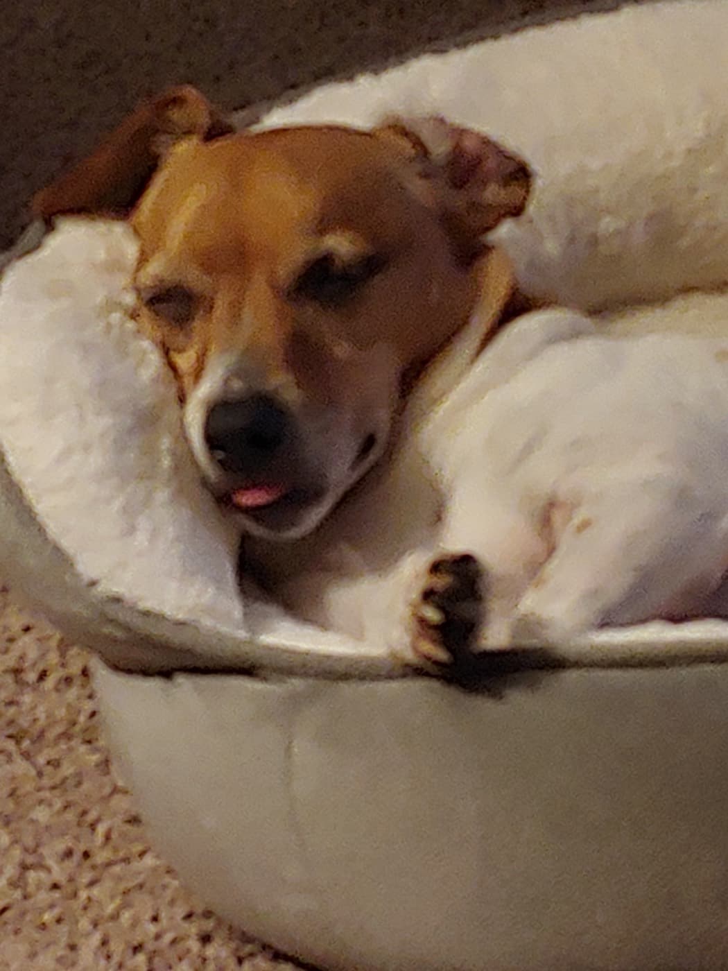 Rocky, a dog in Springdale