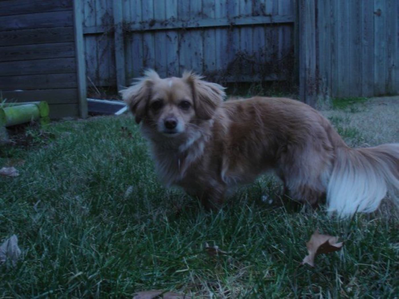Minnie, a dog in Fayetteville