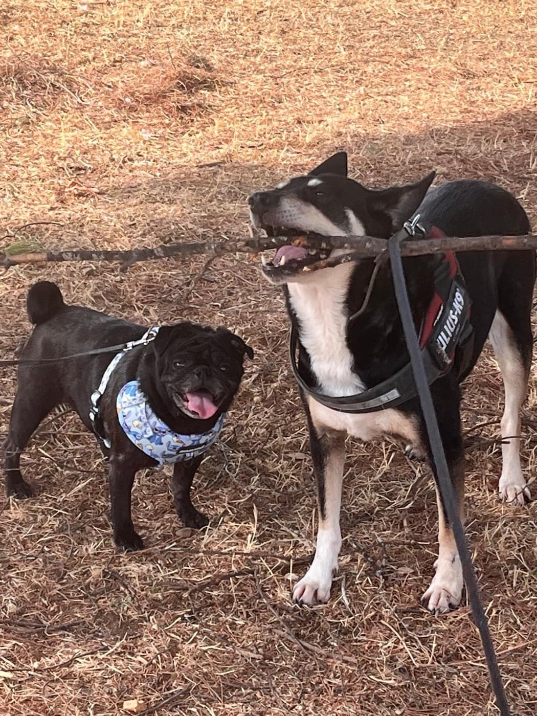 Cata & Lana, a dog in Bentonville