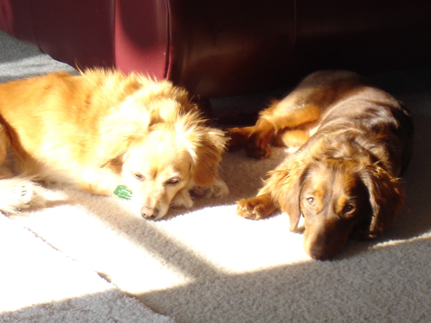 Maggie & Minnie, a dog in Cave Springs