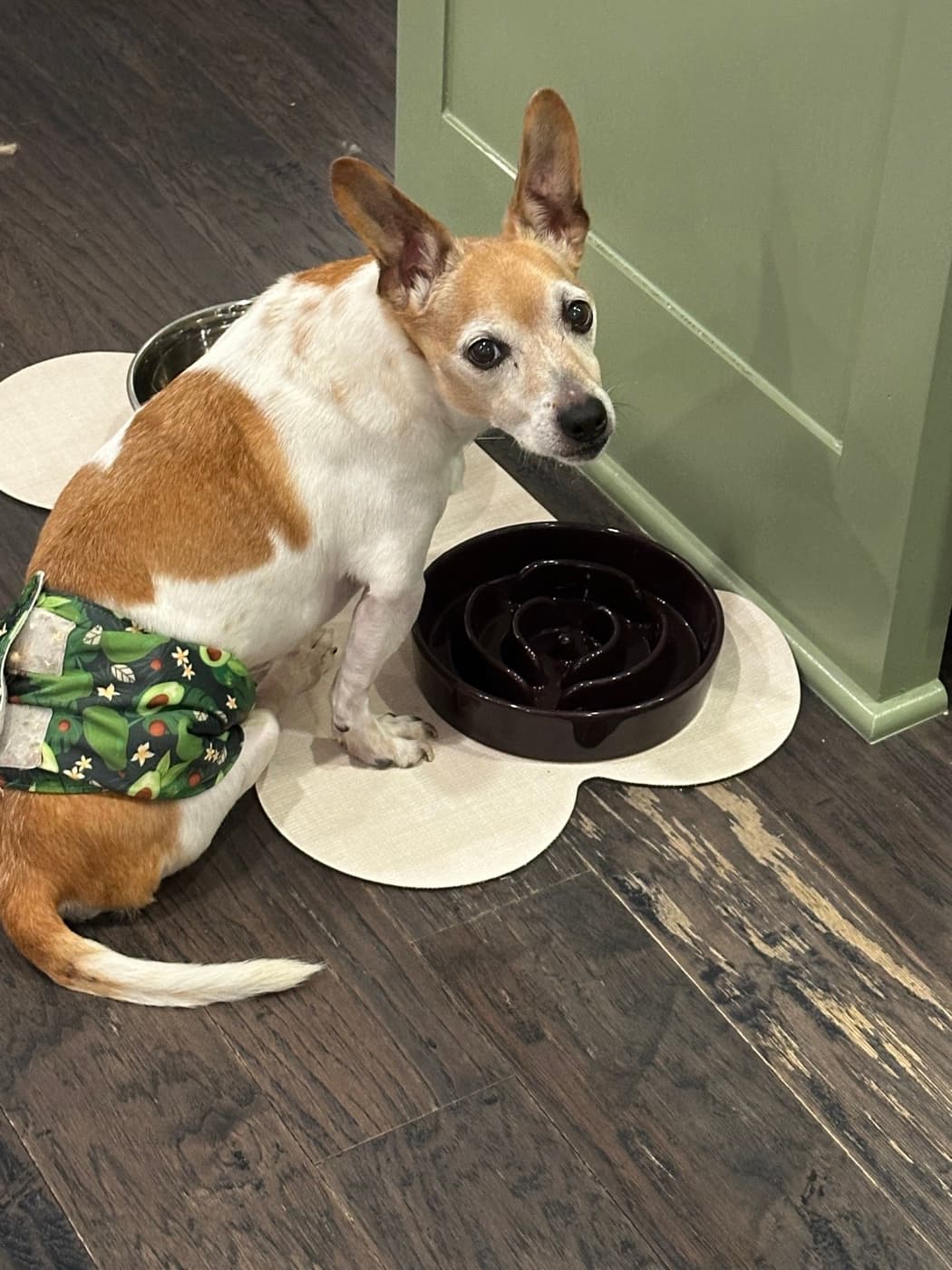 Scooter, a dog in Rogers