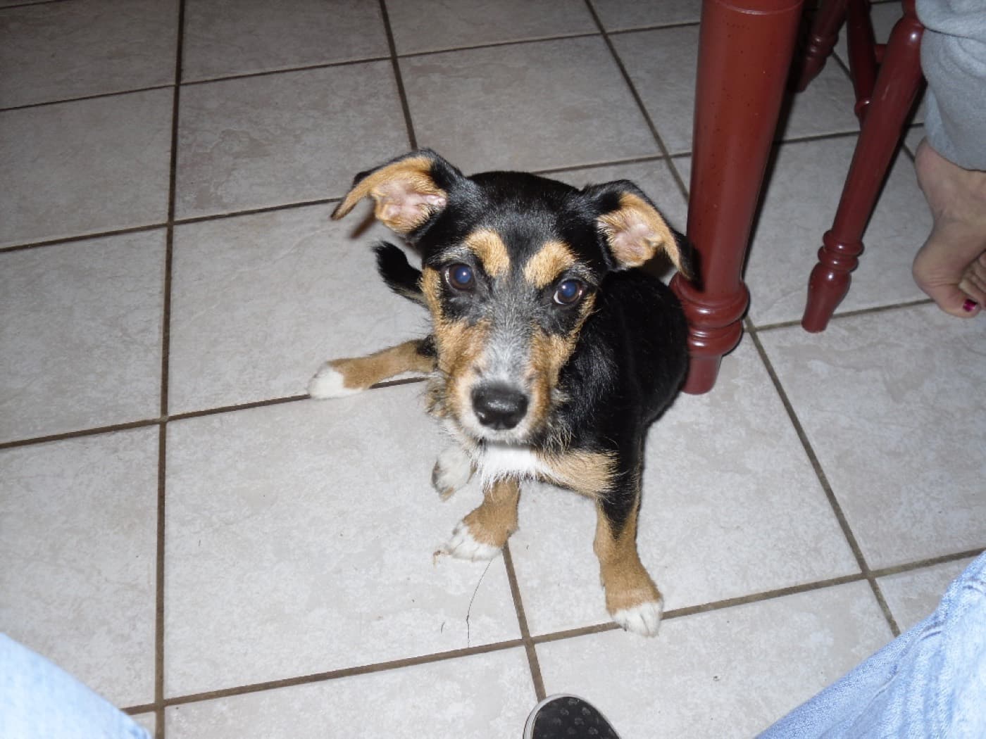 Tagger, a dog in Centerton