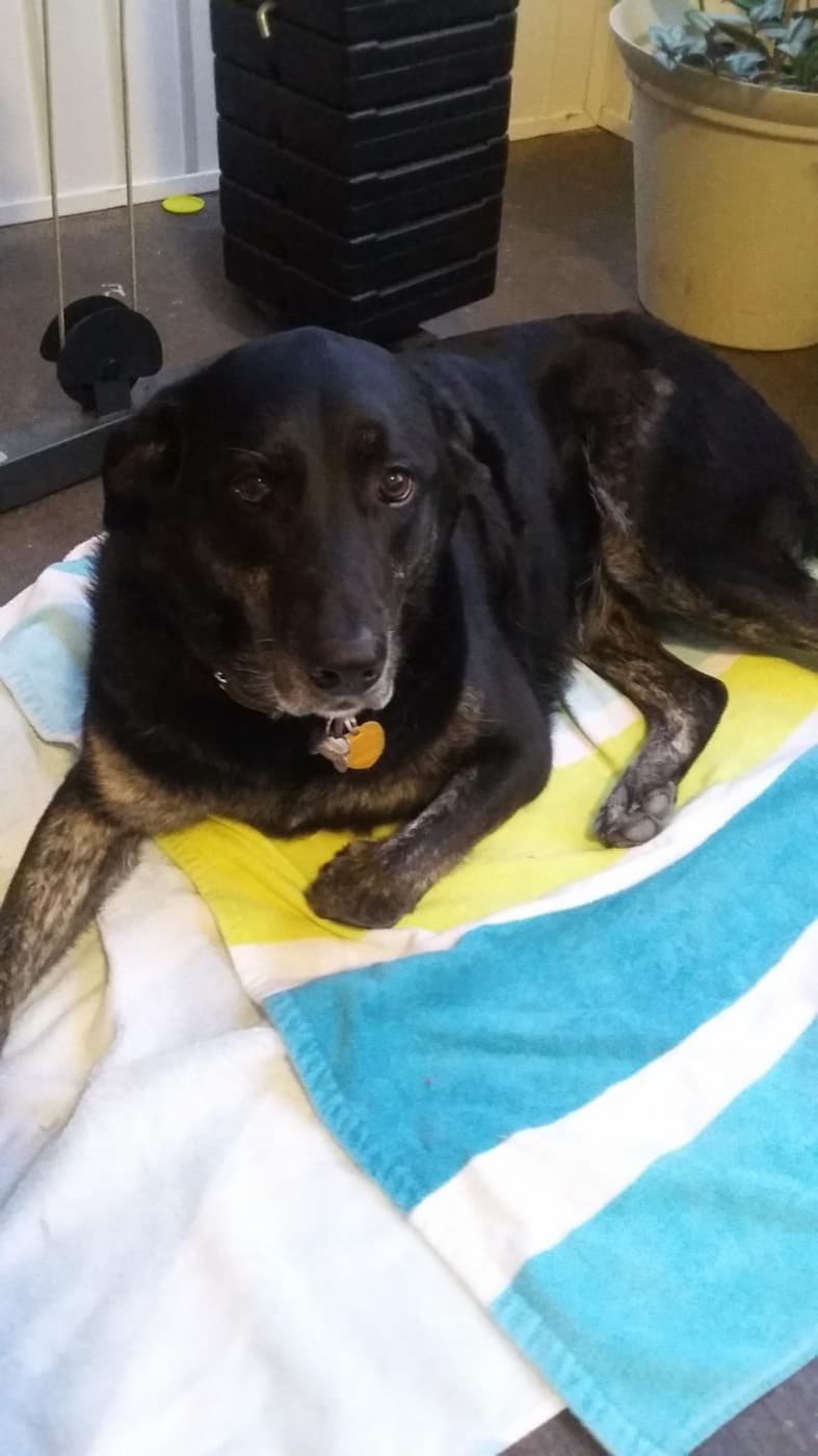 Beau, a dog in Lowell